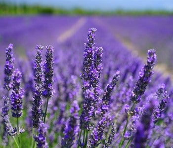 Lavendar essiential oils are used in Aromatherapy services