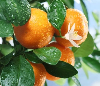 Orange essiential oils are used in Aromatherapy services